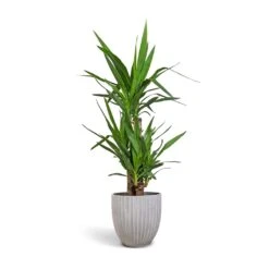 Yucca Elephantipes - Spineless Yucca -Garden Potted Plant Shop Yucca elephantipes Spineless Yucca 21x100cm 3 stems Lagos Plant Pot Cement 26x26cm e37531bc 122c 41f8 945b 3460f7b08555