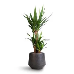 Raindrop Tube Round Planter - Anthracite -Garden Potted Plant Shop Yucca elephantipes Spineless Yucca 21x90cm Raindrop Tube Round Planter Anthracite