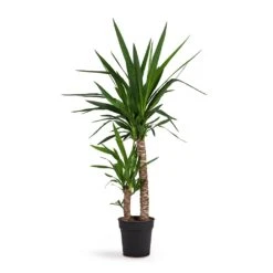 Yucca Elephantipes - Spineless Yucca -Garden Potted Plant Shop Yucca elephantipes Spineless Yucca 21x95cm 2stems