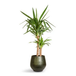 Yucca Elephantipes - Spineless Yucca -Garden Potted Plant Shop Yucca elephantipes Spineless Yucca 21x95cm 2stems Noor Plant Pot Velvet Green 32x30cm 3d2c3595 56e9 4edf b14c cd2ca6b136a0