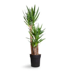 Yucca Elephantipes - Spineless Yucca -Garden Potted Plant Shop Yucca elephantipes Spineless Yucca 27x140cm 3stems