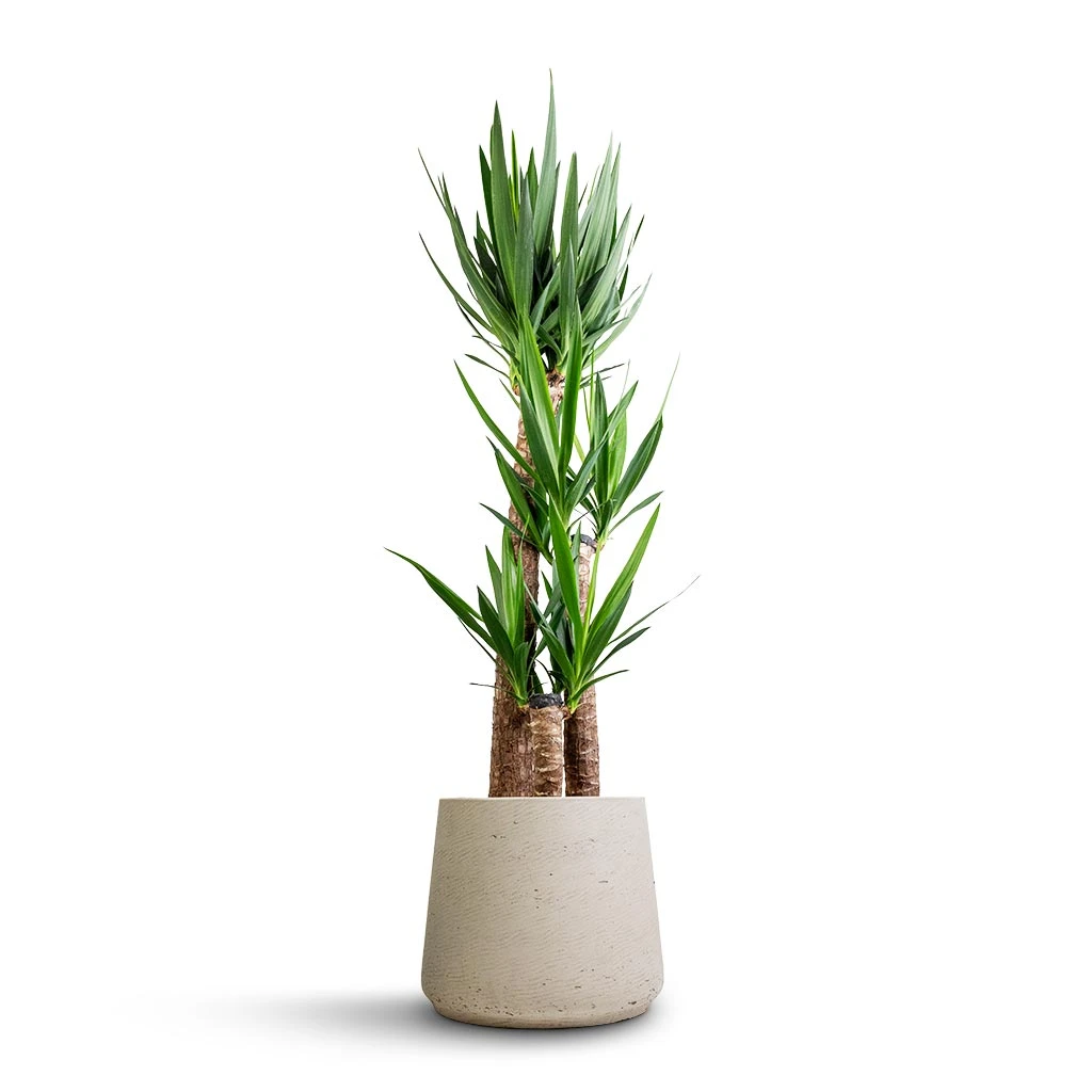 Patt Plant Pot - Grey Washed 12 Patt Plant Pot - Grey Washed - Image 12