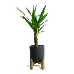 Charlie Plant Pot - Low Stand - Black Washed -Garden Potted Plant Shop Yucca elephantipes Spineless Yucca Charlie Plant Pot Low Stand Black Washed