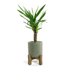 Charlie Plant Pot - Low Stand - Grey Washed -Garden Potted Plant Shop Yucca elephantipes Spineless Yucca Charlie Plant Pot Low Stand Grey Washed