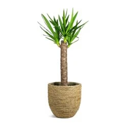Cody Plant Pot - Straw Grass -Garden Potted Plant Shop Yucca elephantipes Spineless Yucca Cody Plant Pot Straw Grass a62888dd d2e3 44a6 9e26 51e52ee64fcf