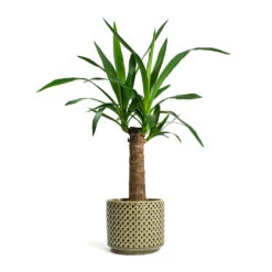 Yucca Elephantipes - Spineless Yucca -Garden Potted Plant Shop Yucca elephantipes Spineless Yucca Thies Plant Pot Olive Green c12878d5 eee8 41b8 a40f 25046b21a0ee