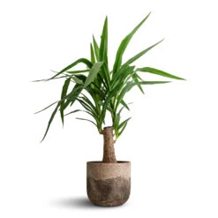 Albero Plant Pot - Cement -Garden Potted Plant Shop Yucca elephantipes Thick Trunk 19x80cm Albero Plant Pot Cement 21x19cm