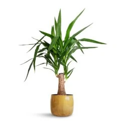 Babet Plant Pot - Camel -Garden Potted Plant Shop Yucca elephantipes Thick Trunk 19x80cm Babet Plant Pot Camel 21x18cm