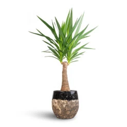 Lindy Plant Pot - Black -Garden Potted Plant Shop Yucca elephantipes Thick Trunk 21x100cm Lindy Plant Pot Black 30x25cm bcda4a94 b58c 4074 a1dc 305c698d8b28