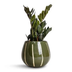 Nova Plant Pot - Green -Garden Potted Plant Shop Zamioculcas zamiifolia Raven ZZ Plant 14x50cm Nova Plant Pot Green 23x18cm