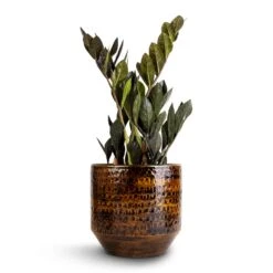 Sanna Plant Pot - Savanna -Garden Potted Plant Shop Zamioculcas zamiifolia Raven ZZ Plant 14x50cm Sanna Plant Pot Savanna 18x17cm 1 caa813fb a73a 4a09 abf9 13f15c1488c1