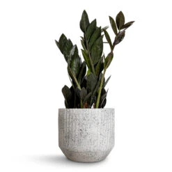 Solento Plant Pot - White Speckle -Garden Potted Plant Shop Zamioculcas zamiifolia Raven ZZ Plant 14x50cm Solento Plant Pot White Speckle 16x14cm