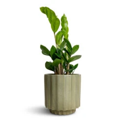 Bourton Scalloped Plant Pot - Sage 10 Bourton Scalloped Plant Pot - Sage -Garden Potted Plant Shop Zamioculcas zamiifolia ZZ Plant 12x30cm Bourton Scalloped Plant Pot Sage 16x16cm