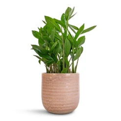 Ocean Glaze Plant Pot - Morganite 13 Ocean Glaze Plant Pot - Morganite -Garden Potted Plant Shop Zamioculcas zamiifolia ZZ Plant 14x40cm Ocean Glaze Plant Pot Morganite 16x16cm