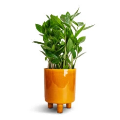 Pisa Plant Pot - Mustard -Garden Potted Plant Shop Zamioculcas zamiifolia ZZ Plant 14x40cm Pisa Plant Pot Mustard 16x19cm