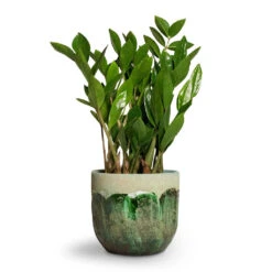 Moon Plant Pot - Jungle -Garden Potted Plant Shop Zamioculcas zamiifolia ZZ Plant 14x50cm Moon Plant Pot Jungle 17x15cm 53195c0d 67b4 4afe 9e37 8b51cfb0e881