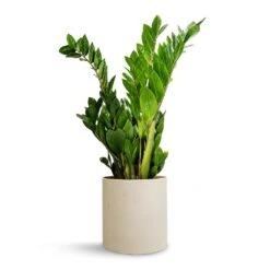 Puk Refined Planter - Natural White -Garden Potted Plant Shop Zamioculcas zamiifolia ZZ Plant 17x65cm Puk Refined Planter Natural White 20x20cm f00973fd e81e 4dab 81a7 0c25b406f5d3