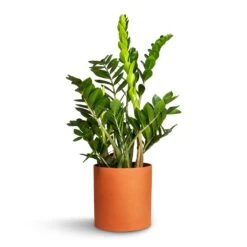 Puk Refined Planter - Canyon Orange -Garden Potted Plant Shop Zamioculcas zamiifolia ZZ Plant 21x80cm Puk Refined Planter CanyonOrange 25x24.5cm da2dc062 e4ee 4e46 a4fc 89e0036e5c56