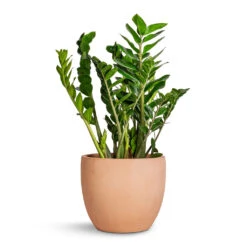 Terracotta Plant Pot -Garden Potted Plant Shop Zamioculcas zamiifolia ZZ Plant 27x100cm Terracotta Plant Pot 38x33cm 95f398d2 dec7 49bc a69e cd2e85772cb5