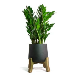 Patt Plant Pot - Low Stand - Black Washed -Garden Potted Plant Shop Zamioculcas zamiifolia ZZ Plant Patt Plant Pot Low Stand Black Washed 5e97ef9d d040 4d04 8633 61631dfb3c41