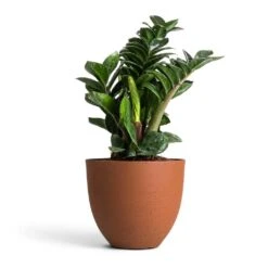 Coral Refined Planter - Canyon Orange -Garden Potted Plant Shop Zamioculcas zamiifolia Zenzi Zenzi ZZ Plant 14x45cm Coral Refined Planter Canyon Orange 18x15cm 4fb2760b 3038 4467 b371 09aa2ddcb6e7
