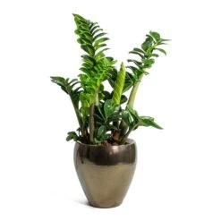Amora Plant Pot - Black Gold -Garden Potted Plant Shop Zamioculcas zamiifolia Zenzi Zenzi ZZ Plant Amora Plant Pot Black Gold Small