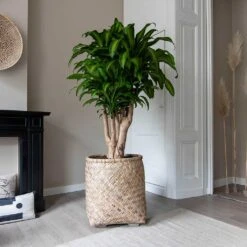 Zayn Bamboo Planter -Garden Potted Plant Shop Zayn Bamboo Planter Dracaena fragrans Massangeana Houseplant