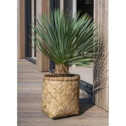 Zayn Bamboo Planter -Garden Potted Plant Shop Zayn Bamboo Planter Outdoor