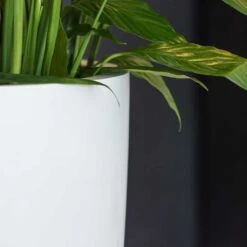 Ben Essentials Planter - Matt White -Garden Potted Plant Shop ben indoor planter essential matte white close up