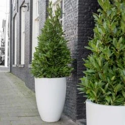 Ben Essentials Planter - Matt White -Garden Potted Plant Shop ben planter essential matte white bay trees