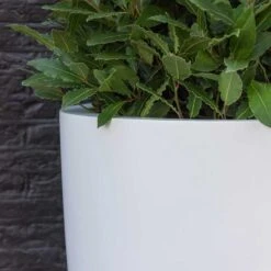 Ben Essentials Planter - Matt White -Garden Potted Plant Shop ben planter essential matte white close up