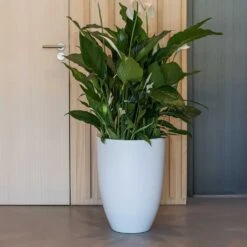 Ben Essentials Planter - Matt White -Garden Potted Plant Shop ben planter essential matte white peace lilly