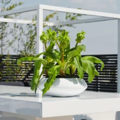 Tara Essentials Bowl Planter - Matt White -Garden Potted Plant Shop essential glossy tara 1