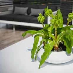 Tara Essentials Bowl Planter - Matt White -Garden Potted Plant Shop essential glossy tara 2