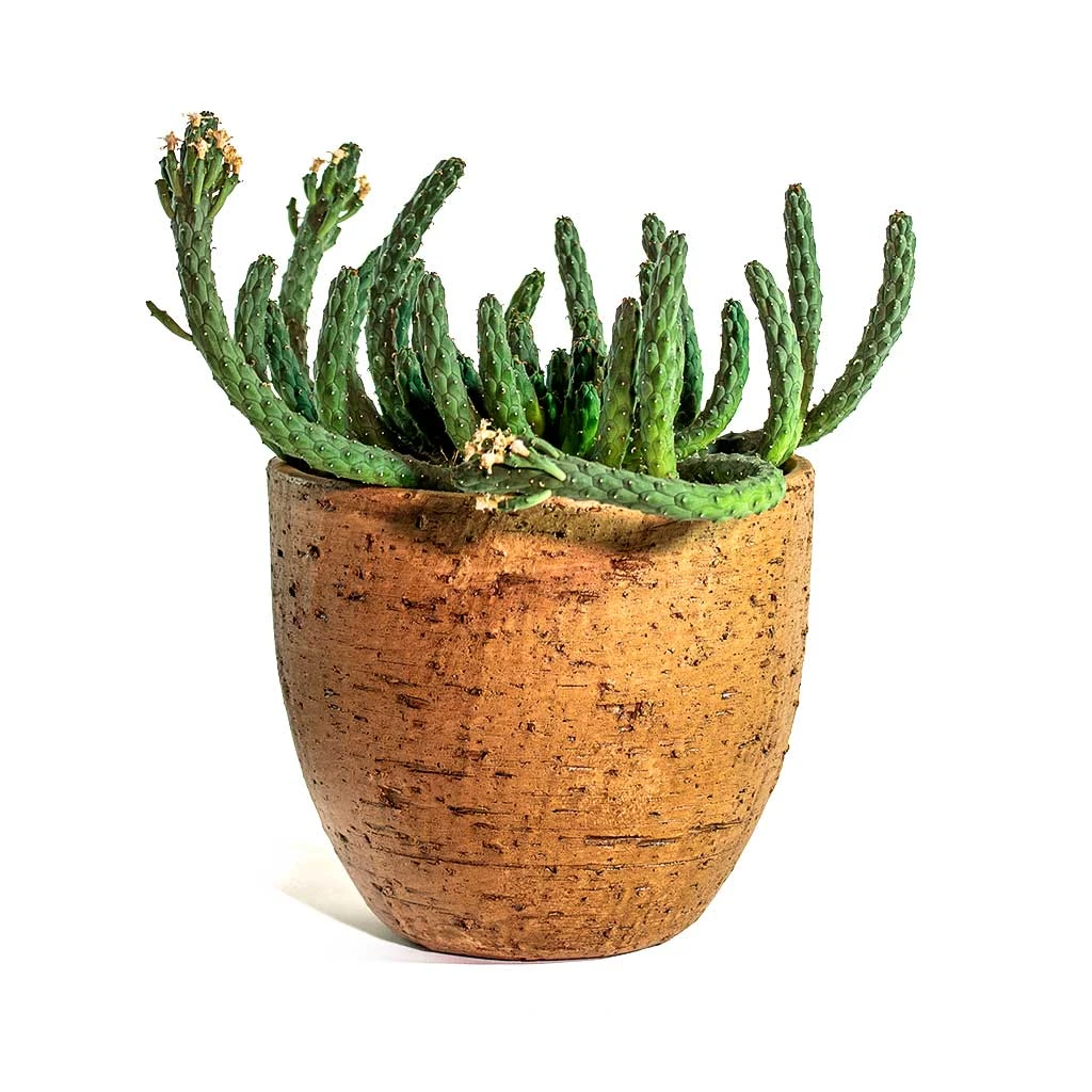 Euphorbia Flanaganii - Medusa Plant 1 Euphorbia Flanaganii - Medusa Plant