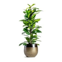 Ficus Cyathistipula - African Fig -Garden Potted Plant Shop mya deep champagne plant pot Ficus cyathistipula African Fig 6734eb21 2b4c 4074 86b7 66f17006147e