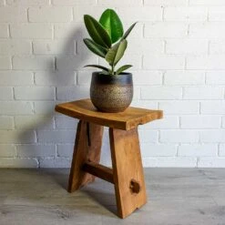 Mya Plant Pot - Deep Champagne -Garden Potted Plant Shop mya deep champagne plant pot Ficus elastica Robusta