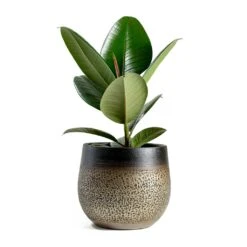Mya Plant Pot - Deep Champagne -Garden Potted Plant Shop mya deep champagne plant pot Ficus elastica Robusta Rubber Plant