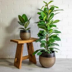 Mya Plant Pot - Deep Champagne -Garden Potted Plant Shop mya deep champagne plant pot Ficus elastica Robusta african fig