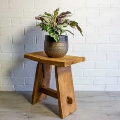 Calathea Fusion White -Garden Potted Plant Shop mya deep champagne plant pot calathea fusion white 6080c3a7 fb49 4b29 a5b8 9e06ac49b742