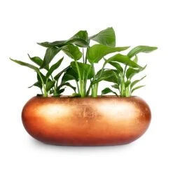 Metallic Boat Planter - Matt Copper -Garden Potted Plant Shop strelitzia combo Metallic Boat Planter Matt Copper 56x23x20cm