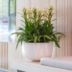 Sunny Essentials Bowl Planter - Matt White -Garden Potted Plant Shop sunny bowl planter essential matte white office plants