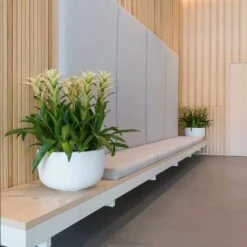 Sunny Essentials Bowl Planter - Matt White -Garden Potted Plant Shop sunny bowl planters essential matte white office reception plants