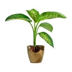 Dieffenbachia Seguine Tropic Snow - Dumb Cane 13 Dieffenbachia Seguine Tropic Snow - Dumb Cane -Garden Potted Plant Shop sven gold Dieffenbachia seguine Tropic Snow Dumb Cane d393cd03 c50a 4310 a048 645086675956